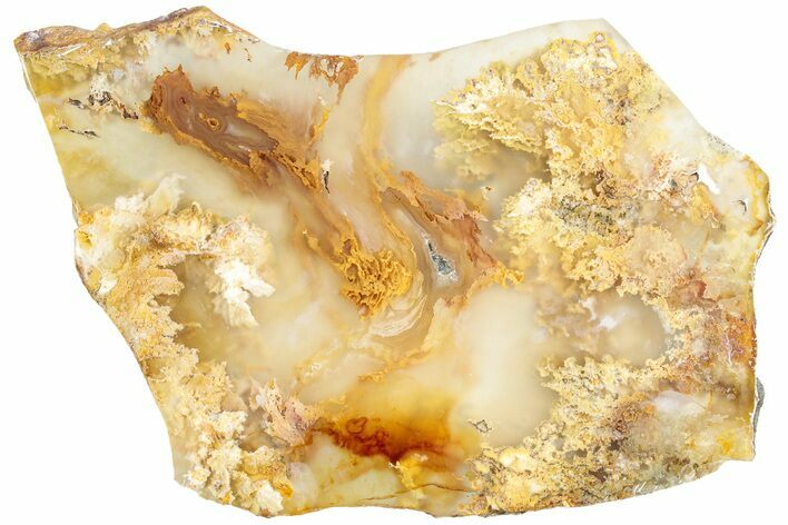 Graveyard Point Plume Agate Slab - Eastern Oregon #229061